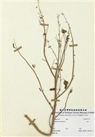 藏品(小藜)的圖片